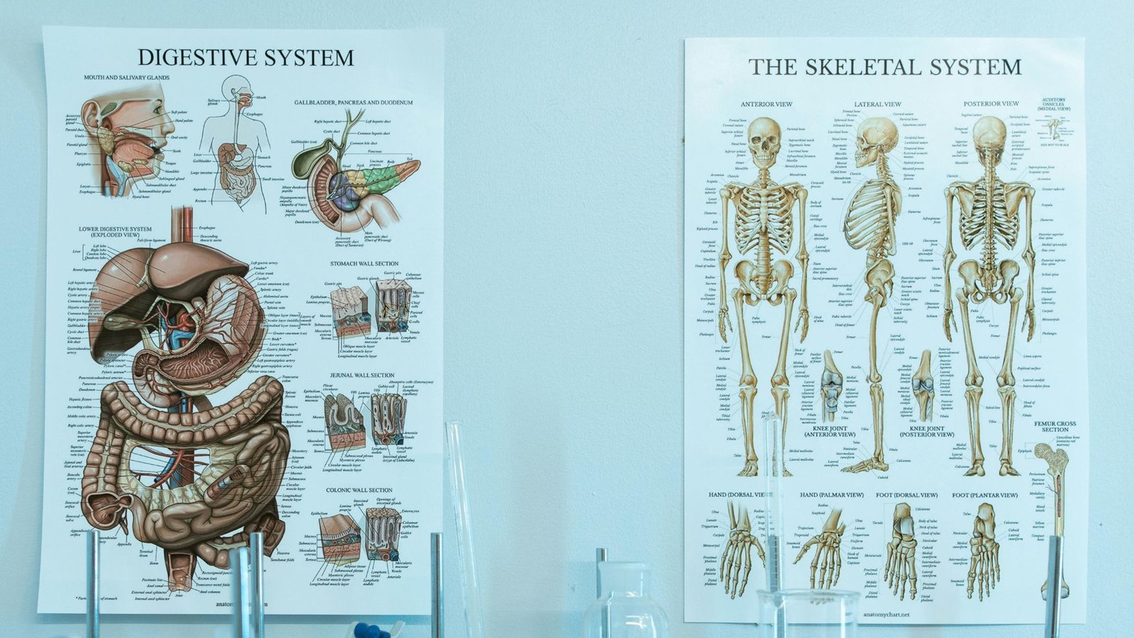 Biology Hydraulic Lift Science Project for School